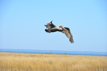 A Pelican flying at Dauphin Island in America