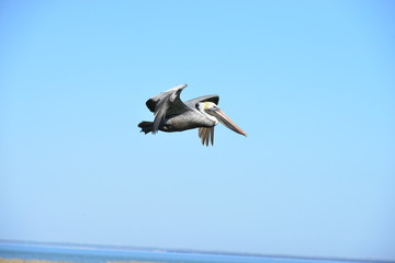 Fototapeta na wymiar A Pelican flying at Dauphin Island in America