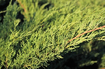 Juniper Branches Closeup