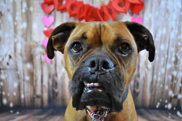 Valentine's day portrait of a boxer breed dog