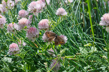 Pink flowers of onion