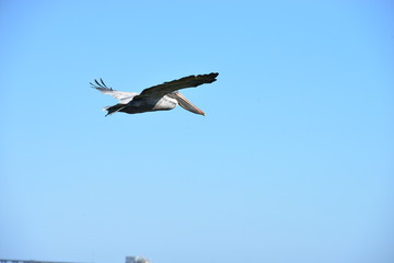 A Pelican flying at Dauphin Island in America