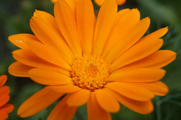 Calendula officinalis orange
