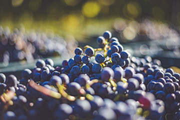 Blue vine grapes. Grapes for making ice wine. Detailed view of a frozen grape vines in a vineyard...