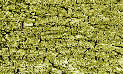 Tree bark texture in yellow tone.
