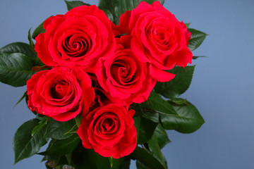 Pink roses on a gray background, on pastel paper. Copy space for text. Template for March 8, Mother's Day.