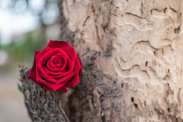 Red rose flower on tree wood in Valentine's Day