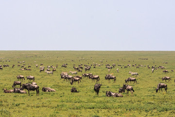 Herds in savanna of Serengeti. Tanzania, Africa	