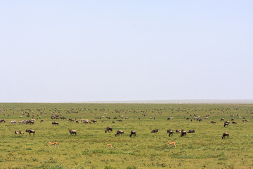 Great herds in savanna of Serengeti. Tanzania, Africa	