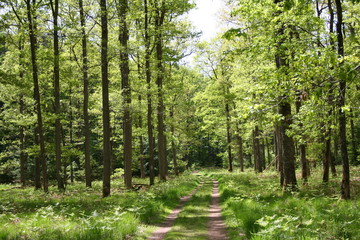 Natur Wald Fluss Sonne