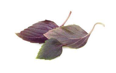 Obraz premium Fresh red basil herb leaves isolated on white background. Purple Dark Opal Basil