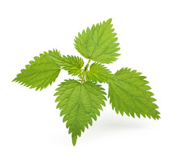 Nettle leaves isolated on white background