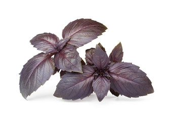 Fresh red basil herb leaves isolated on white background. Purple Dark Opal Basil