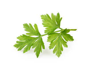 Celery or parsley leaves isolated on white background