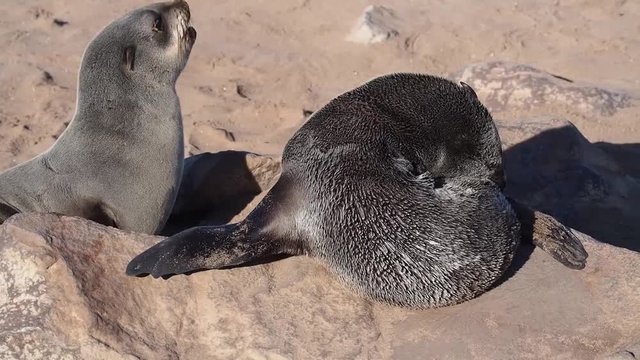 Namibia - Cape Cross - S&uuml;dafrikanischer Seeb&auml;r