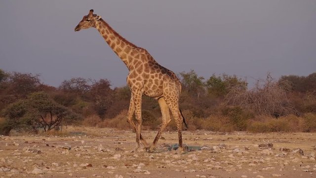 Namibia - Etoscha Nationalpark - Giraffe