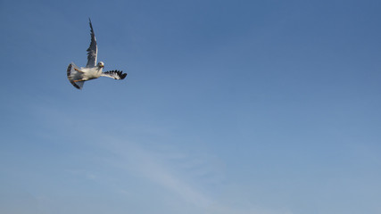 Amazing flying action of Seagulls bird at coast