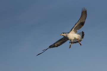 Amazing flying action of Seagulls bird at coast