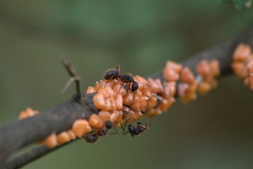 Simbiose