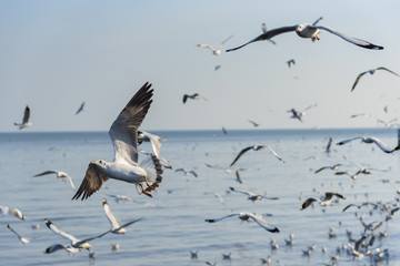 Amazing flying action of Seagulls bird at coast