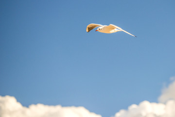 Lachmöwe beim Flug über die polmische Ostseeküste