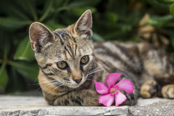 Katze mit Blume