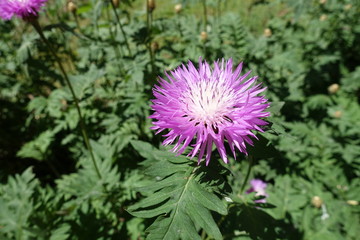 Close view of single flower of Centaurea dealbata