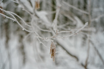 winter forest
