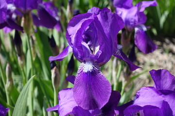 Macro of flowering bearded iris in spring