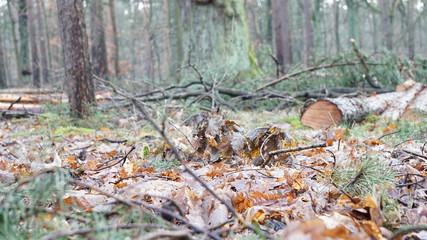 Waldlandschaft mit Schnittholz im Winter