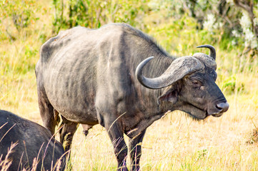 Isolated Buffalo grazing in the savannah of Maasai Mara Park in North West Kenya