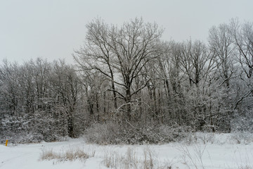 winter forest