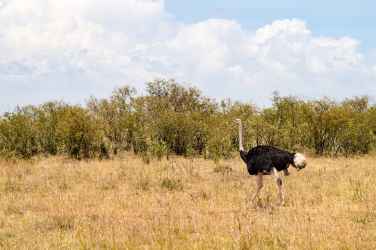 Ostrich in the savanna of mara a park in northwestern Kenya