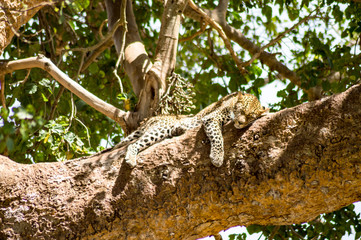 Leopard lying on a branch with two paws hanging in the savannah of Maasai Mara Park in North West Kenya