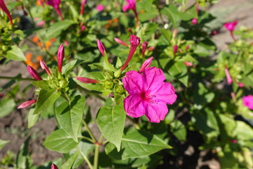 Obraz na płótnie Canvas Buds and bright pink flower of Mirabilis jalapa