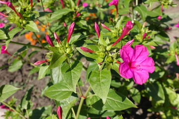 Closed flower buds of Mirabilis jalapa plant