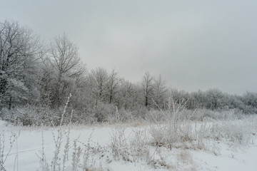winter forest
