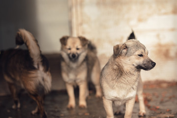 Cute dog caught by hingheri who is housed in a cage at the public shelter built by the town hall...