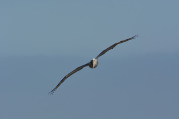 Fototapeta na wymiar Pelicano en vuelo