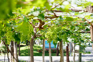 fresh unpicked grapes