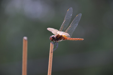 Dragonfly on incense stick, Hoi An, Vietnam