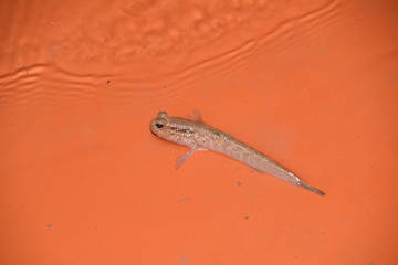 Walking fish, Mekong delta, Vietnam