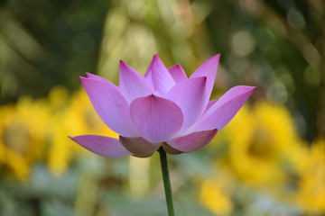 Fototapeta premium Flower, Vietnam