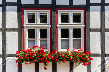 Fototapeta na wymiar Colorful red flowers on a half timbered house in Tecklenburg