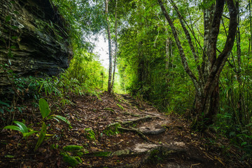 Forest path in a green rainforest