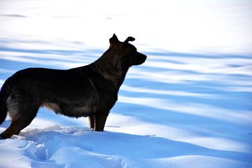 Dog in the snow.