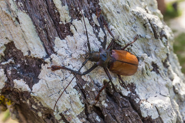 The titan beetle (Titanus gigantus) on wood in natural habitat, close-up. This beetle is one of the largest beetles in the world.