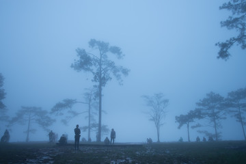 Fototapeta na wymiar Mist and pine trees at the end of rainy season