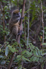 Eastern Lesser Bamboo Lemur - Hapalemur griseus, Madagascar rain forest. Madagascar endemite. Cute primate. Bamboo.