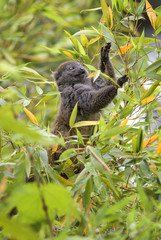 Eastern Lesser Bamboo Lemur - Hapalemur griseus, Madagascar rain forest. Madagascar endemite. Cute primate. Bamboo.